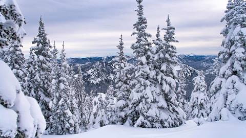 Snowy trees at Crystal