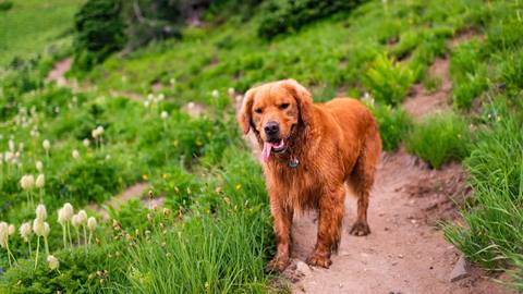 Golden Retriever at Crystal