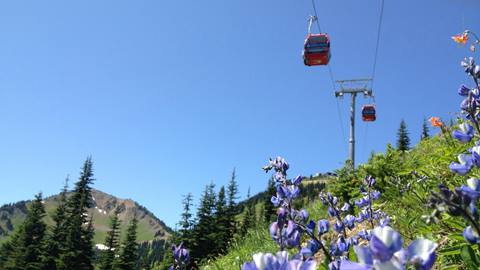 Mt. Rainier Gondola with wildflowers