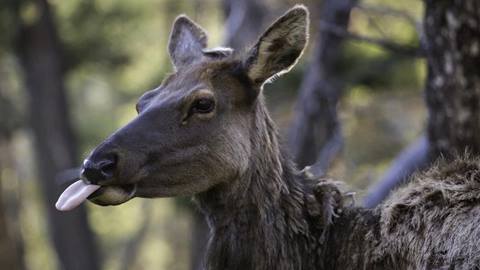 elk sticking tongue out