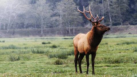 Elk grazing in a meadow