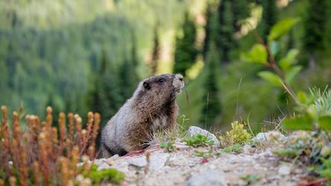 marmot at Crystal Mountain 