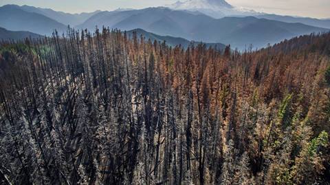 Burned out trees from wildfire