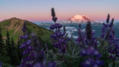 Mt. Rainier at sunset