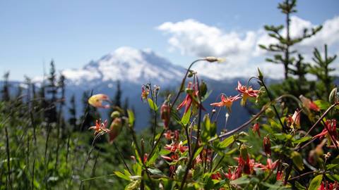 Wildflowers in front of Mt. Rainier