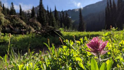 Pink flower in sunny green meadow