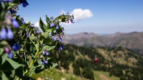 Flowers on tree with Gondola in background